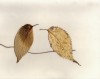 Javier Jaén les oiseaux tombent en automne.jpg, sept. 2019