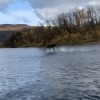 Jésus est un animal.gif, fév. 2021