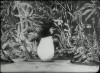 La Chrysalide et le Papillon d'or Georges Méliès 1901.gif, févr. 2024