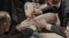 La Clinique du docteur Gross Thomas Eakins.gif, nov. 2019