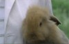 Les lapins crétins.gif