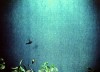 Life Story of the Hummingbird 1963 Colibri Deutschland 1989 b.gif, juil. 2021