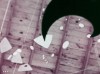 MOMA Film Library, Works of Calder, 1950.gif, fév. 2020