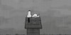 Peanuts Snoopy sous la pluie
