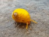 Petit escargot de lune de la plage.gif, juin 2020