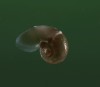 Sea butterfly Planet Earth BBC les escargots volaient bas ce jour-là