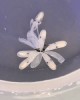Tiny Baby Octopuses Changing Color as They Burst Out of Their Egg Sacs les bébés poulpes changeant de couleur.gif, août 2020