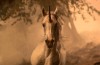 Une véritable licorne préhistorique découverte au Kazakhstan.gif, janv. 2021