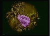 Wladyslaw Starewicz Voice of the Nightingale, 1923 le voyeurisme.gif, août 2020