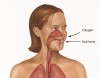 anatomie l'attrait des cours de science naturelle