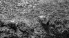 champignons atomiques.gif, fév. 2021