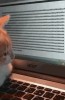 chat aujourd'hui nous découvrirons la lettre A.gif, févr. 2023