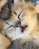 chat bonne nuit je mens.gif, mai 2021