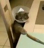 chat criminel couteau.gif, janv. 2024