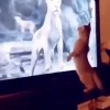chat le roi lion.gif, fév. 2021