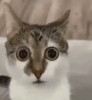 chat mon dieu mon dieu je n'en crois pas mes yeux.gif, mai 2023