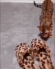 chaussures le jeune chat apprend beaucoup en jouant avec ses semblables.gif, avr. 2023