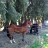 cheval la liberté.gif, fév. 2021