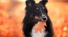 chien automne.gif, sept. 2019
