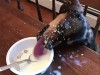 chien buvant du lait.gif