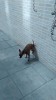 chien chier sur les murs.gif, nov. 2019