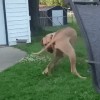 chien j'avais toujours rêvé de devenir contorsionniste.gif, fév. 2020