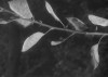 chute d'une feuille actualité du jardin.gif, oct. 2020
