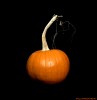 citrouille halloween.gif, oct. 2019