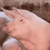 cochon porc oui.gif, nov. 2023