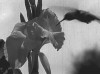 colibri l'entraînement.gif, août 2020