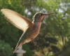 colibri les mauvaises langues disent que je brasse du vent.gif, août 2020