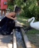 cygne porte ton masque.gif, sept. 2020