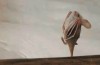 danseuse étoile chauve souris.gif, oct. 2019