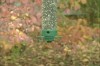 écureuil ma vie c'est un manège.gif, oct. 2020
