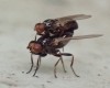 enculer les mouches.gif, avr. 2023