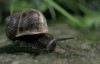 escargot pluie et dépression.gif, fév. 2021