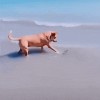 faire peur à son chien les blagues idiotes.gif, août 2020