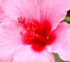 fleur les images subliminales ainsi pissent-ils.gif, janv. 2020