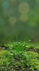 floraison petites fleurs.gif, mars 2023