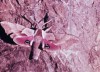 from Nature Near Us, educational film 1947 papillon rose 2.gif, mars 2023