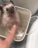 hérisson dans l'eau.gif, janv. 2020