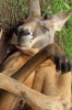 kangourou rêve parler en dormant.gif, sept. 2021