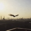 la colombe suspendue.gif, oct. 2019