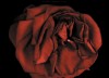 la fanaison de la rose.gif