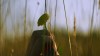 la fleur touchée.gif, sept. 2019
