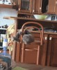 le chat dans la cuisine.gif, oct. 2019