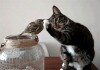 le chat et l'oiseau toucher pour croire.gif, juil. 2021