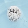 le hérisson dans l'eau bleue.gif