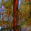 le reflet de l'arbre dans l'eau
