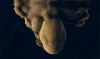le rêve du poulpe footage of a sleeping octopus chromatophores changing colors.gif, juil. 2020